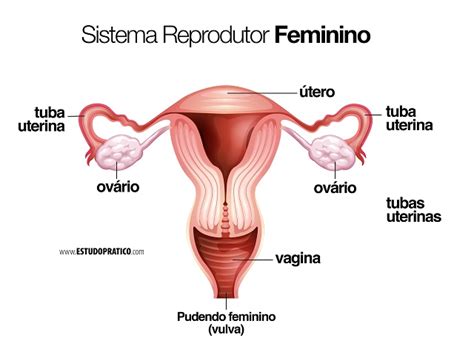 Anatomia Do Sistema Reprodutor Feminino Ilustracao Plana Do Utero Da Images