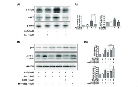 Xn Enhanced Autophagic Flux By Mtor Akt Pathway Inhibition Ai