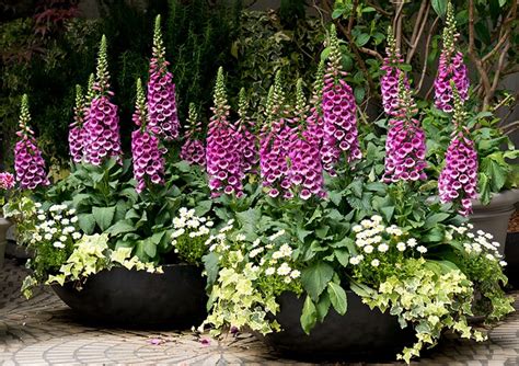 Foxglove Flowers for Sale - Buying & Growing Guide - Trees.com