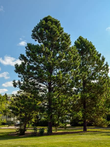 Ponderosa Pine For Sale For Sale Treetimeca