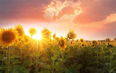 Frases De Girasoles Que Te Guiar N Hacia La Luz