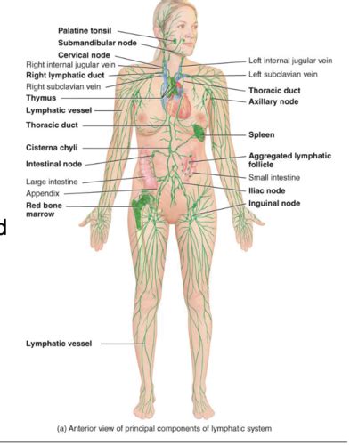 A P Ch The Lymphatic System And Lymphoid Organs And Tissues