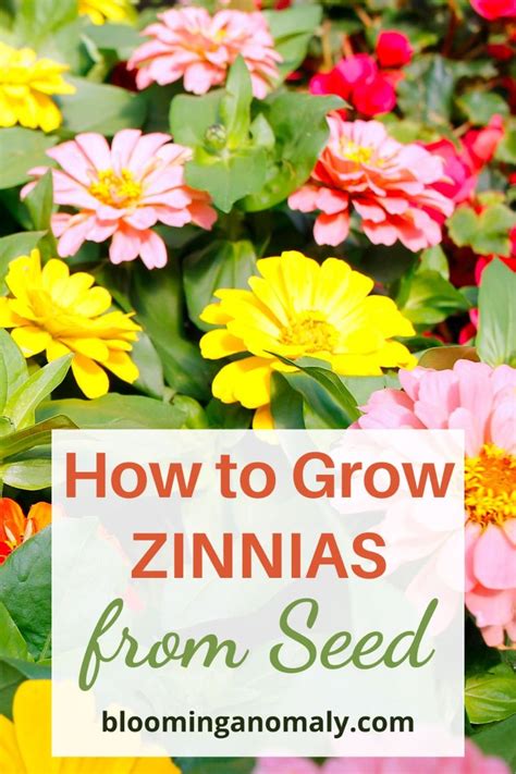 How To Grow Zinnias Artofit