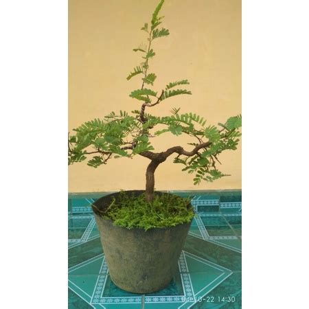 Jual Bonsai Asem Jawa Tamarindus Shopee Indonesia