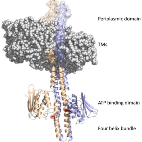 Reaction Scheme Of Envz Ompr Two Component Signaling Envz Binds Atp