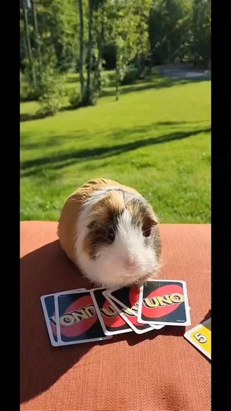 No Cheating Grandma Uno Follow Us Guineapigsuniversee Follow