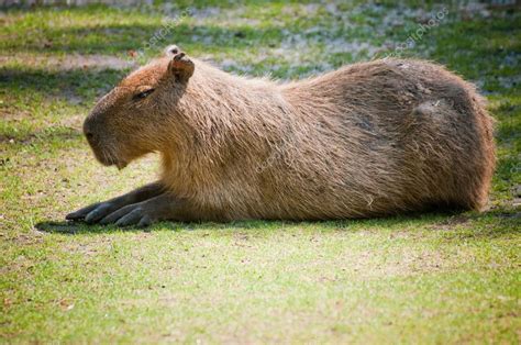 Capybara on grass Stock Photo by ©valphoto 54790271