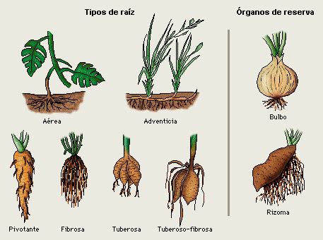 tipos de raíces FISIOLOGIA VEGETAL