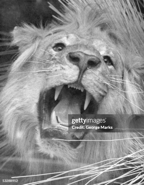 Lion Roaring Black And White Photos and Premium High Res Pictures ...