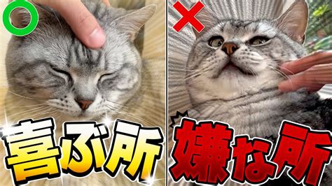 猫が撫でられて「嫌がるngなところ」と「喜ぶところ」｜猫を撫でるときに気を付けること【保護猫】 Youtube