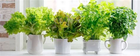 The 10 Easiest Plants to Grow Indoors | Park Seed