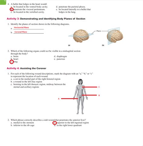 Solved Pre Lab Activity Identifying Body Cavities And