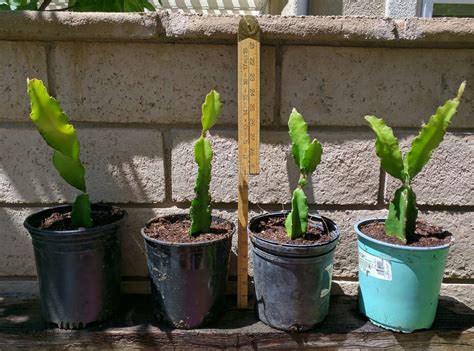 Red Flesh Dragon Fruit Hylocereus Undatus Halleys Comet Rooted Live Plant Patio