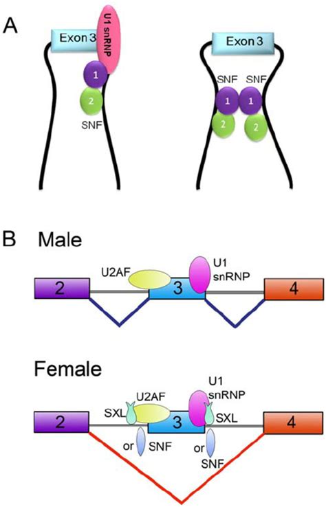 A New Model For The Role Of Snf In Sxl Autoregulation A Models