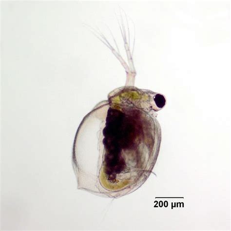 Ceriodaphnia Dubia Alchetron The Free Social Encyclopedia