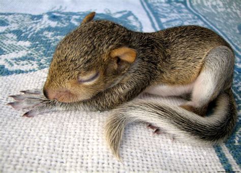 Baby Squirrel Wallpaper - WallpaperSafari