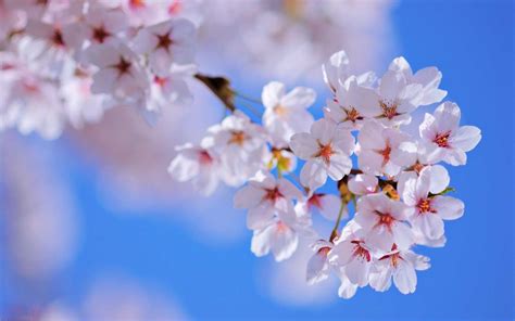 Google Wallpaper Spring (75+ images)