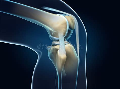 Knee Joint Anatomy Menisci And Ligaments Side View Medically D