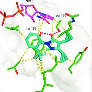 X ray co crystal structure of RO5027838 NADP and human 11β HSD1