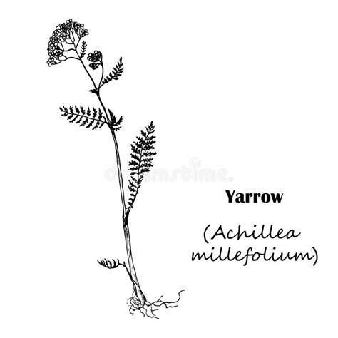 Milenrama Del Millefolium De Achillea Ilustración Del Vector Ilustración De Salud Sano 96765759