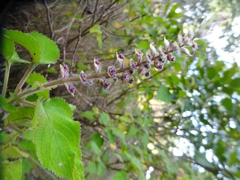 East African Plants A Photo Guide Plectranthus shirensis Gürke A