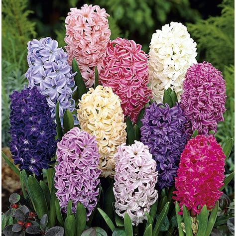 Lowe's Multicolor Hyacinth Bulbs 15-Count at Lowes.com