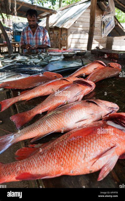 Galle Sri Lanka Fish Market Hi Res Stock Photography And Images Alamy