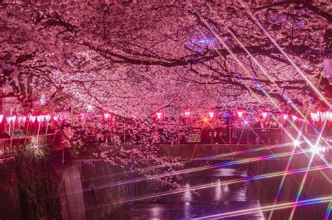 Premium Photo | Meguro River Night Sakura Nakameguro