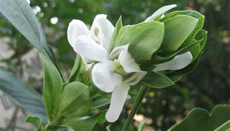 Adhatoda vasica (Malabar Nut) Uses and Benefits