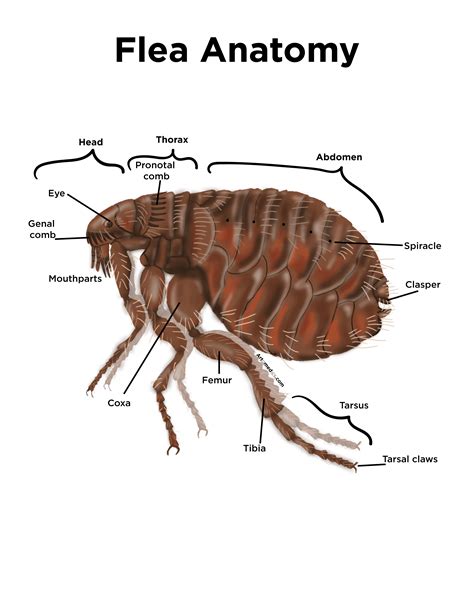 Flea Anatomy illustration by artomedics.com (done in photoshop) : r ...