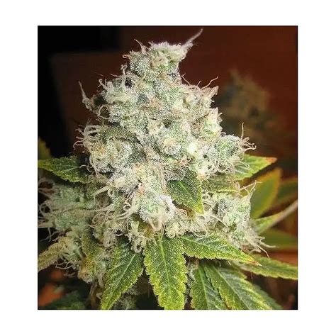 Afgan Kush X Black Domina Medicinal World Of Seeds Semillas De