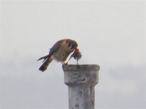 Kestrel Food – Backyard and Beyond