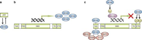 The P53 Mdm2 Autoregulatory Feedback Loop A The P53 Protein Induces