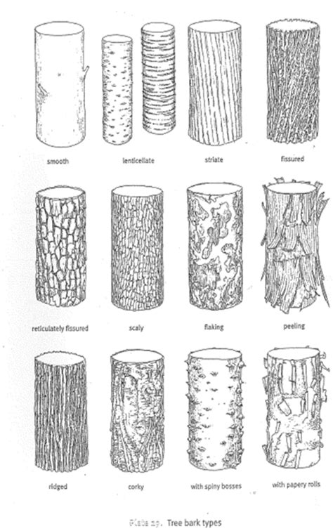 Bark Types – Recognise Plants