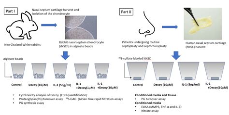 Nuclear Factor κB Decoy Oligodeoxynucleotide Attenuates Cartilage