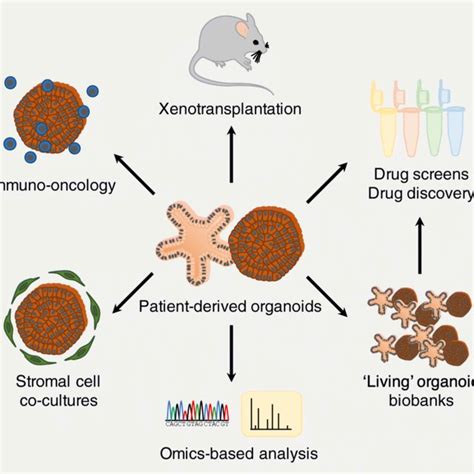 Ipsc Derived Mixed Cell Liver Organoids For Disease Modelling Download Scientific Diagram