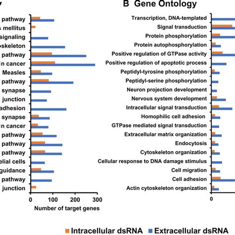 Kegg Pathway And Go Biological Process Enrichment Analysis Of The