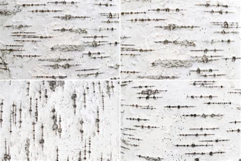 12 Birch Bark Background Textures Crella