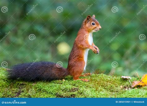 Red Squirrel Standing On Its Hind Legs In A Lush Green Wooded Area