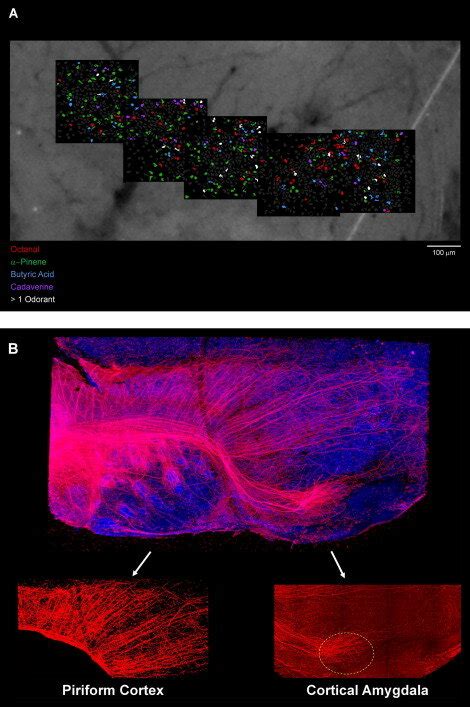 Odorant Responses In The Piriform Cortex And Posterior Lateral Download Scientific Diagram