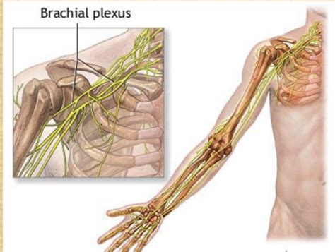 Exss 275L Brachial Plexus Flashcards Quizlet