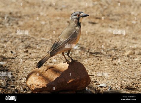 Crested Bellbirds Hi Res Stock Photography And Images Alamy