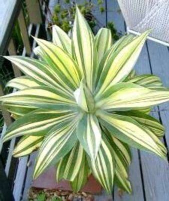 Agave attenuata varigata