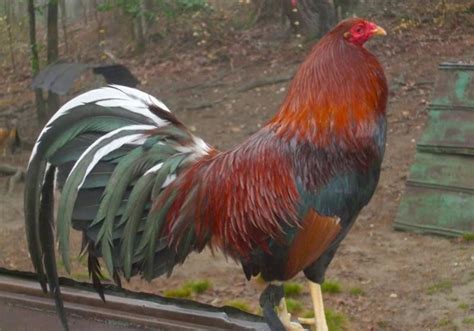 Las Mejores Razas De Gallos De Pelea Caracter Sticas Y Comportamiento