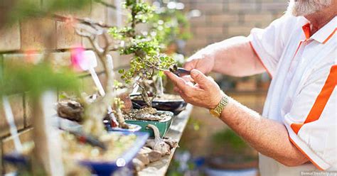 Will A Bonsai Boxwood Lose Its Leaves Bonsai Tree Help