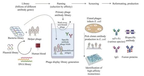 噬菌体展示抗体库技术概论及流程 知乎