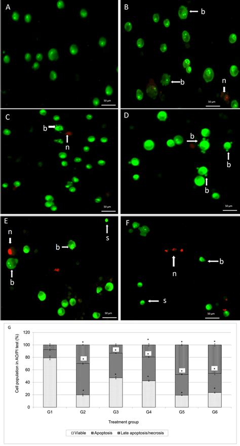 Fluorescent Photomicrographs Of Mcf 7 Cells Treated With G1 A G2 Download Scientific Diagram