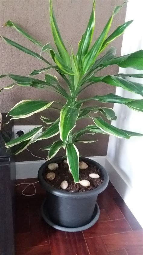 Pau Dagua Dracaena Fragans Planta Comprada Pequena Custo