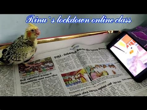 Birds Whistling Lutino Pied Cockatiel Birds Online Class YouTube