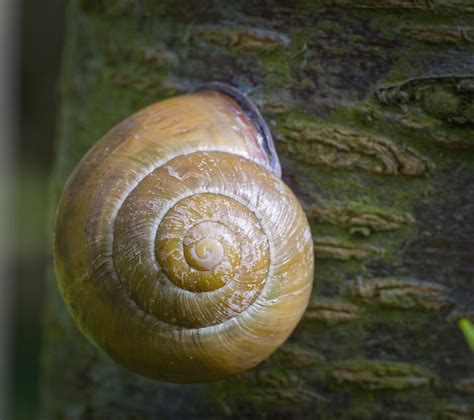 Grove Snail Grove Snail Cepaea Nemoralis Resting On A Tr Flickr